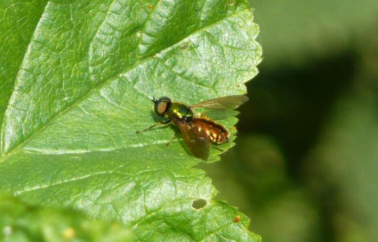 Chloromyia formosa